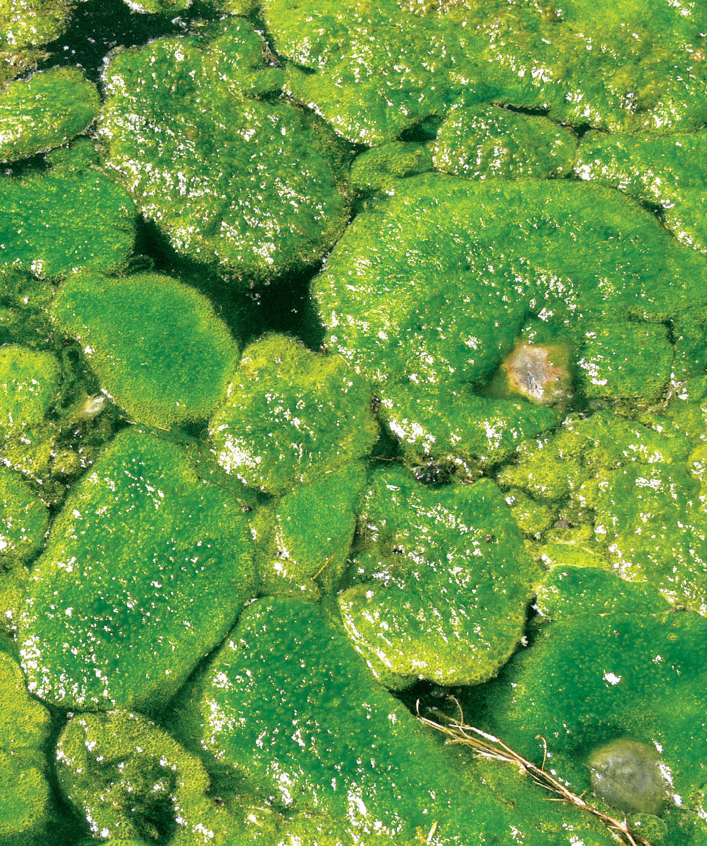 Energy from Algae